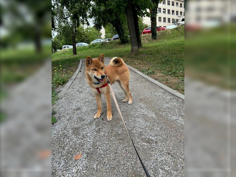 Hervorragender Shiba-Inu-Wurf mit hervorragendem Ausstellungspotenzial