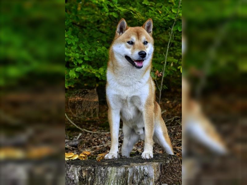 Champion-Blutlinie Shiba Inu No