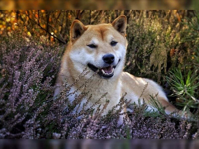 Champion-Blutlinie Shiba Inu No