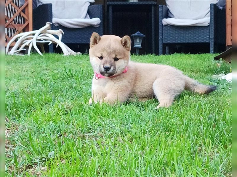 Shiba inu Welpen