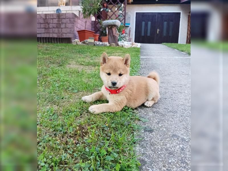 Shiba inu Welpen