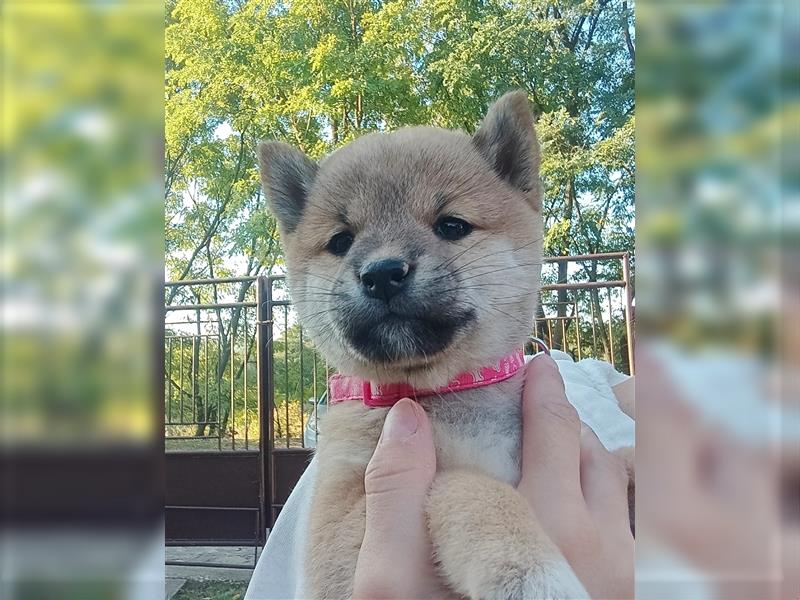 Shiba inu Welpen