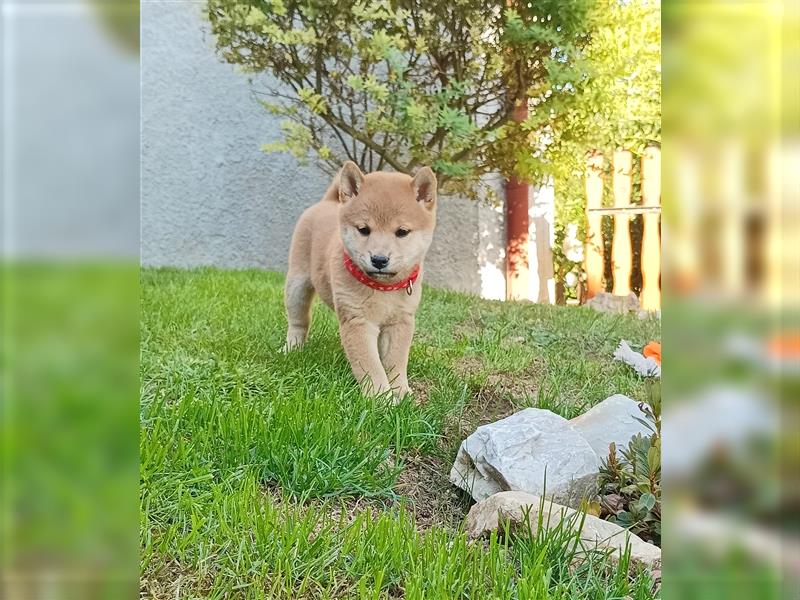 Shiba inu Welpen