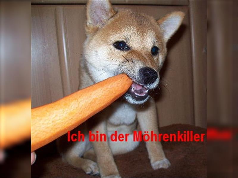 Erstklassige Shiba Inu Zucht in Sachsen