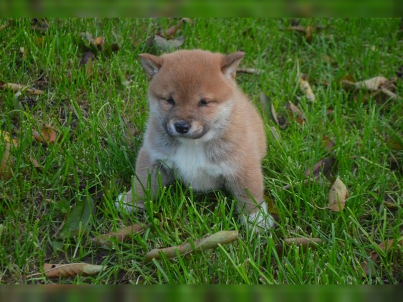 Erstklassige Shiba Inu Zucht in Sachsen