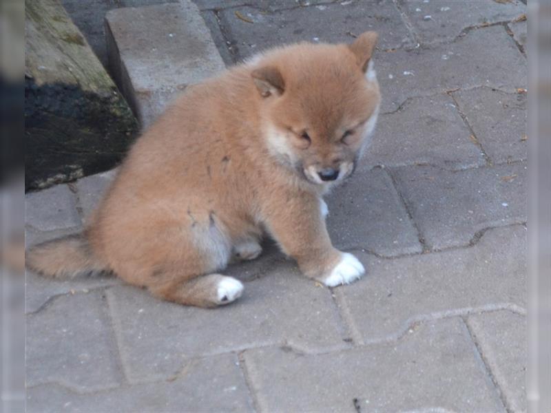 Erstklassige Shiba Inu Zucht in Sachsen