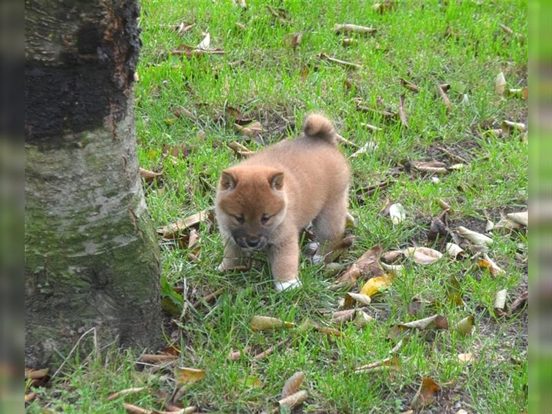 Erstklassige Shiba Inu Zucht in Sachsen