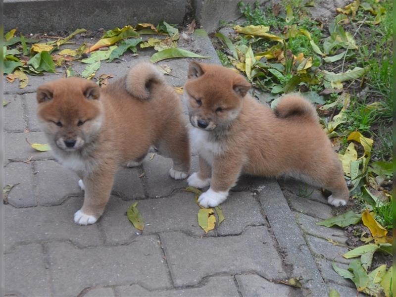 Erstklassige Shiba Inu Zucht in Sachsen