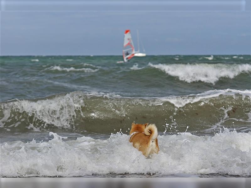 Erstklassige Shiba Inu Zucht in Sachsen