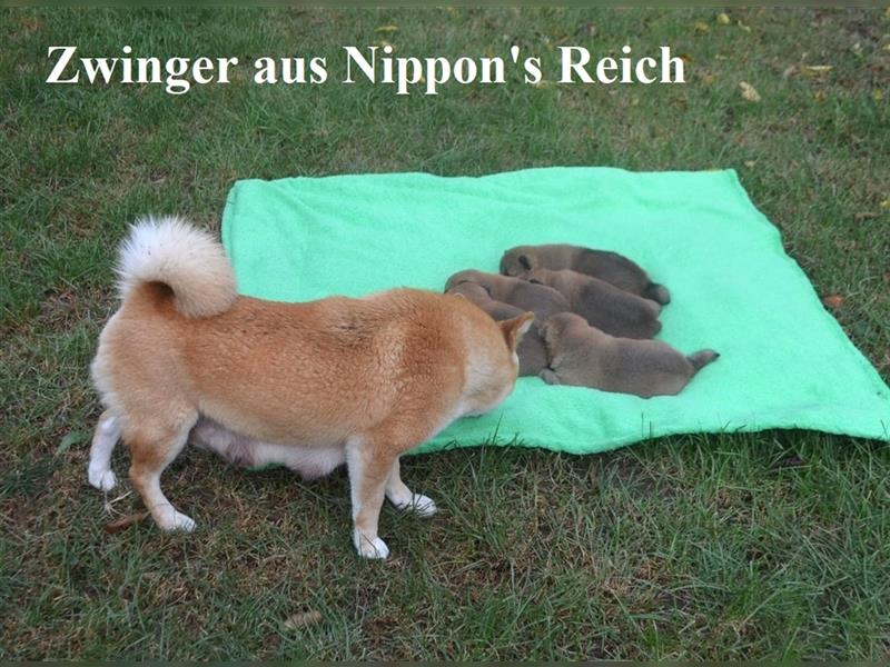 Erstklassige Shiba Inu Zucht in Sachsen