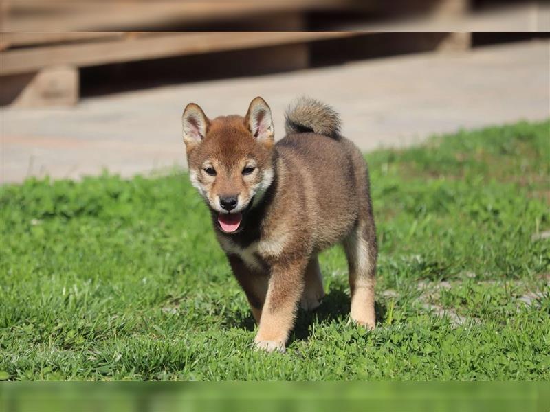 Shiba inu Welpen-Sesam