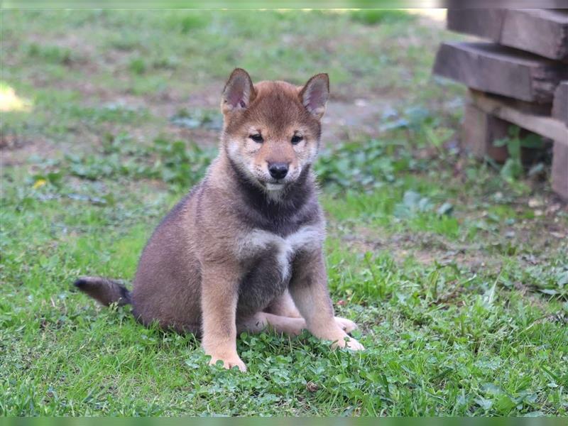 Shiba inu Welpen-Sesam