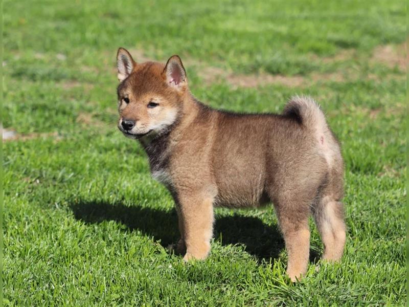 Shiba inu Welpen-Sesam