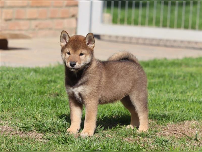 Shiba inu Welpen-Sesam