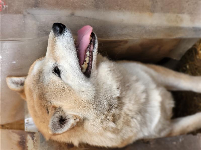 Mango-PP, Sonnenschein-Shiba sucht Sicherheit!