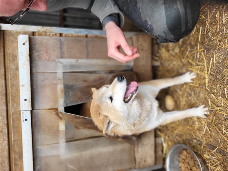 Mango-PP, Sonnenschein-Shiba sucht Sicherheit!