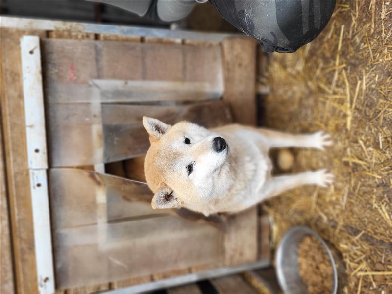 Mango-PP, Sonnenschein-Shiba sucht Sicherheit!