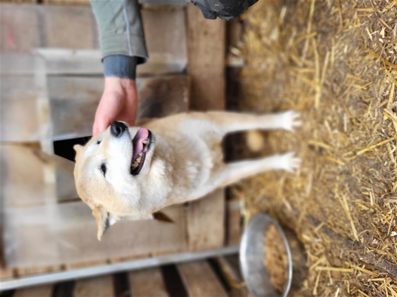 Mango-PP, Sonnenschein-Shiba sucht Sicherheit!