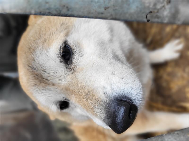 Mango-PP, Sonnenschein-Shiba sucht Sicherheit!