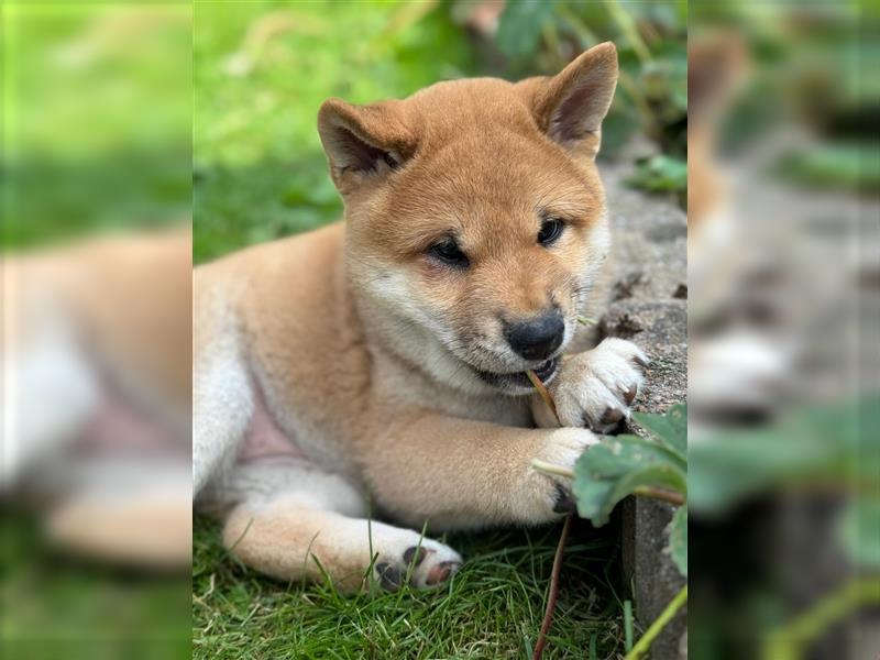 Shiba Inu Welpen 1 x Weibchen  1 x Männchen