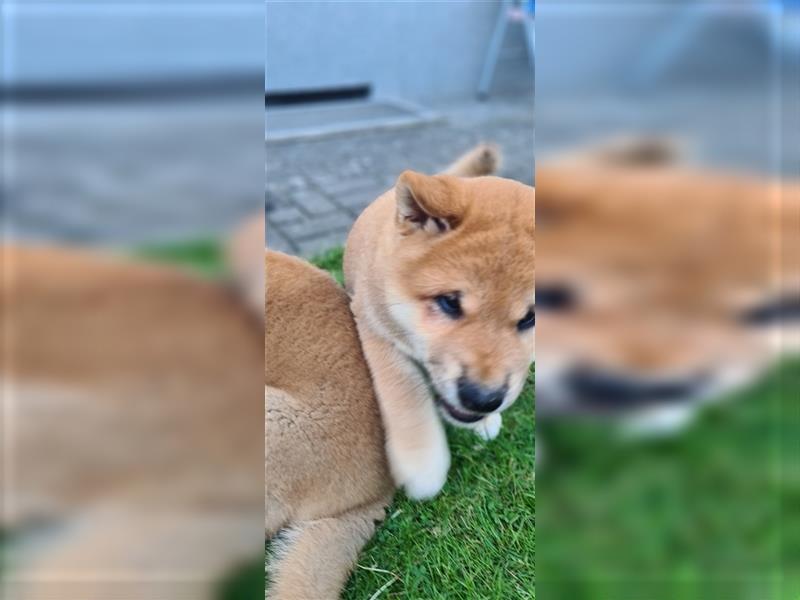 Shiba Inu Welpen 1 x Weibchen  1 x Männchen