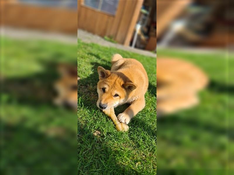 Shiba Inu Welpen 1 x Weibchen  1 x Männchen