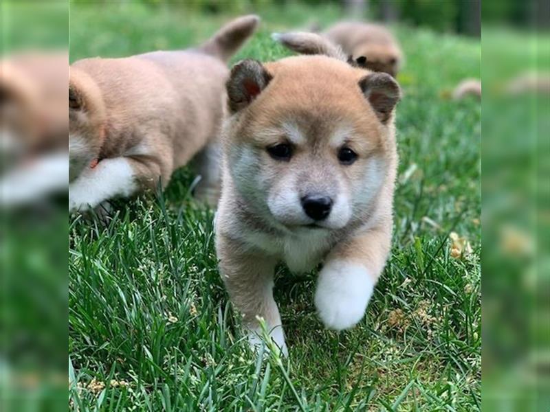 Shiba Inu welpen suchen neues Zuhause