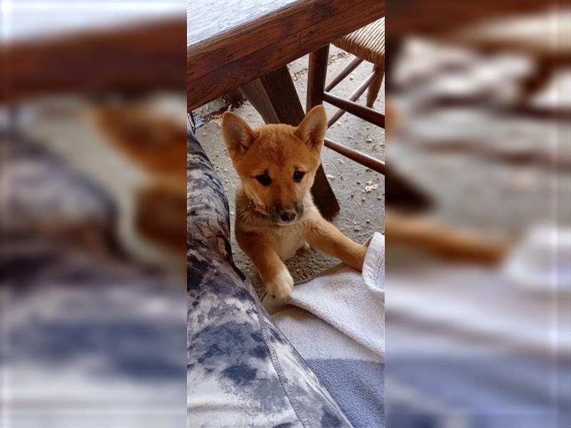 Süße shiba inu Welpen