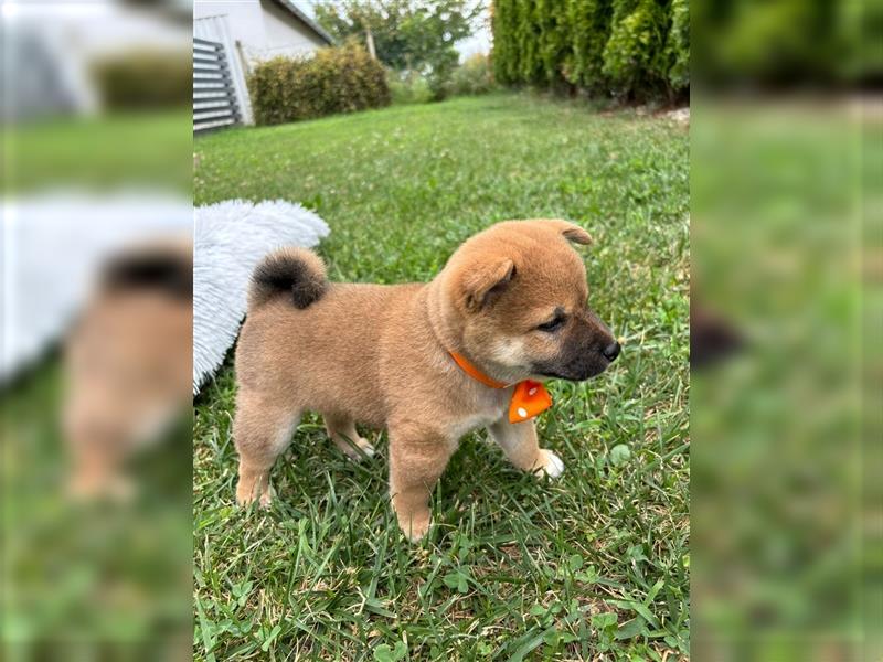 PDF Welpen-Ratgeber für Shiba Inu Welpen +Wurf Infos (Reinrassig)