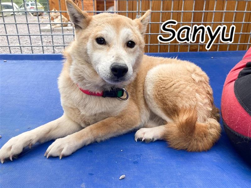Möchten Sie Sanyu von ihrem Schneckenhaus befreien?