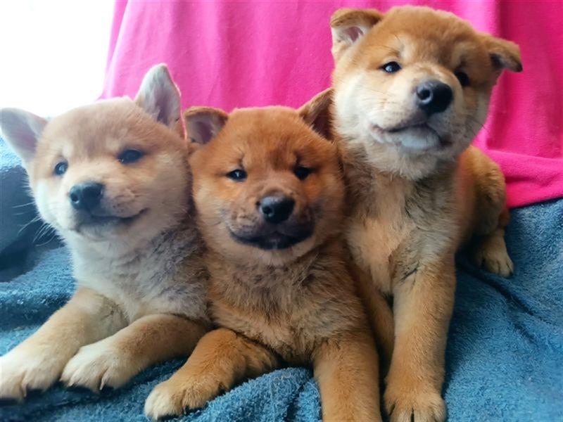 Reinrassige Shiba Inu Welpen