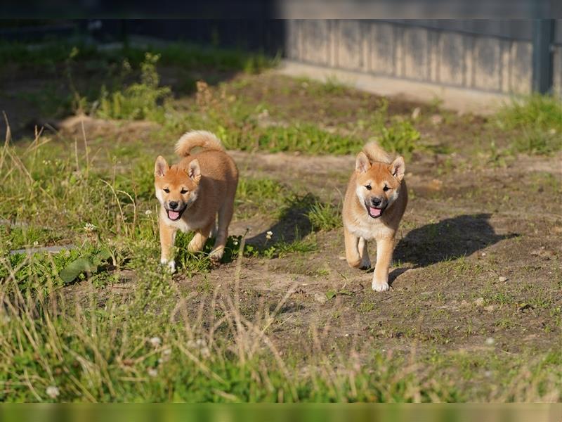 Shiba Inu Welpen