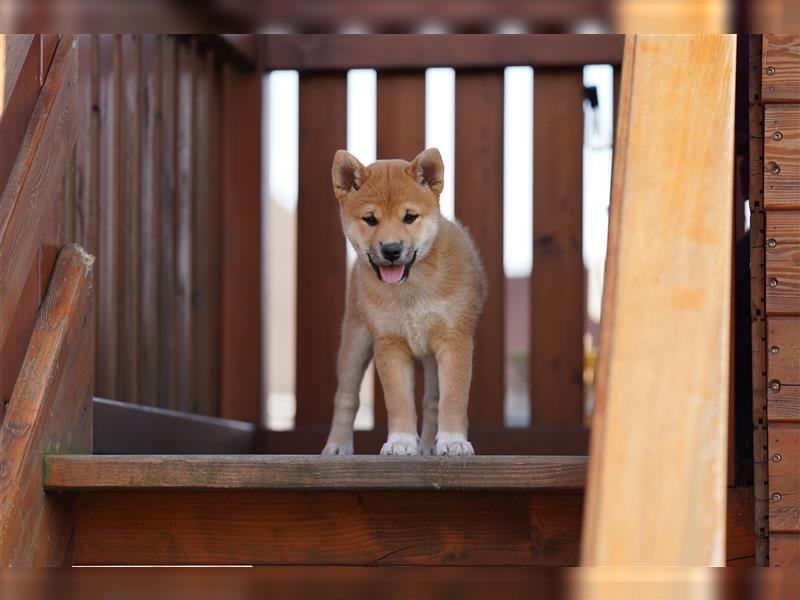 Shiba Inu Welpen