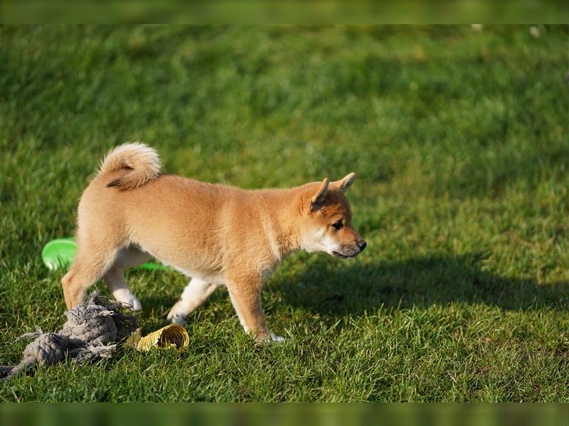 Shiba Inu Welpen