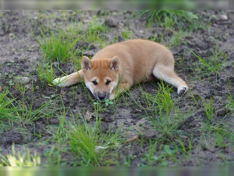 Shiba Inu Welpen