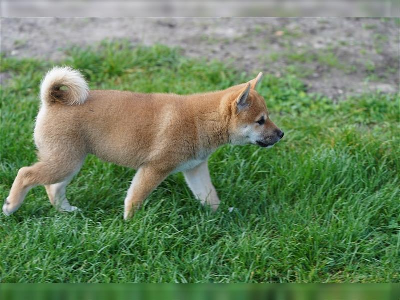 Shiba Inu Welpen