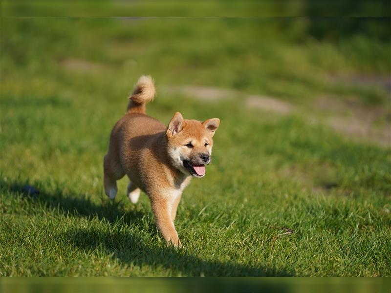 Shiba Inu Welpen