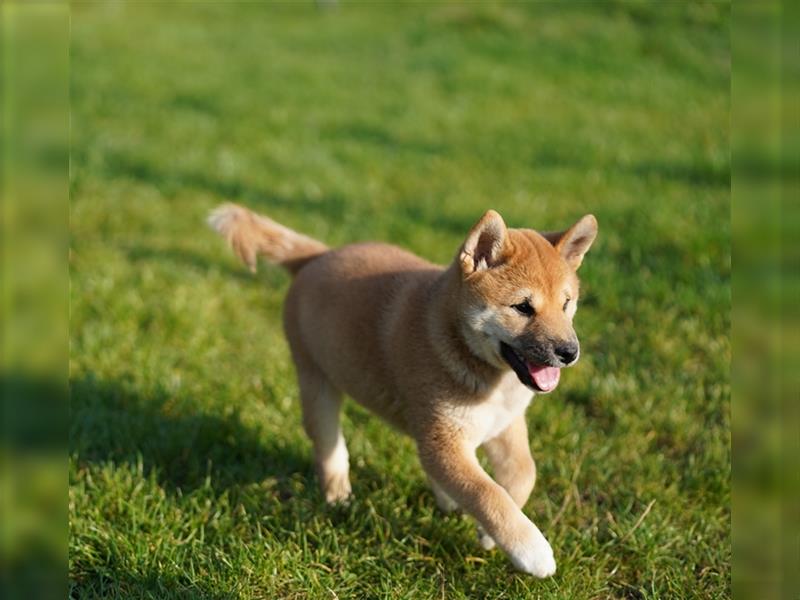 Shiba Inu Welpen