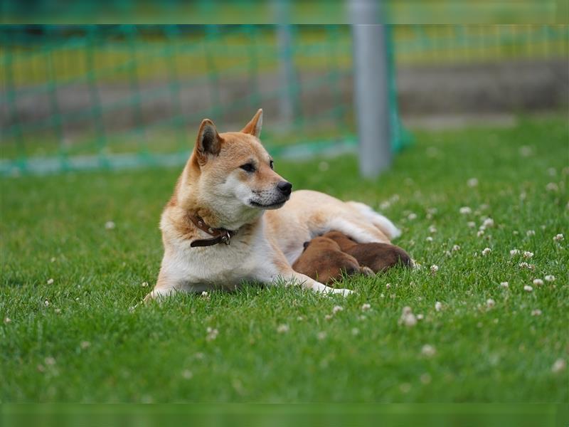 Shiba Inu Welpen