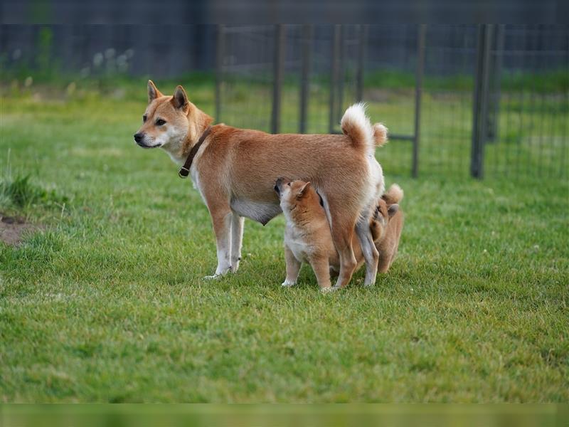 Shiba Inu Welpen