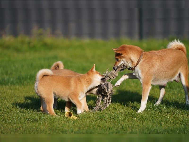 Shiba Inu Welpen