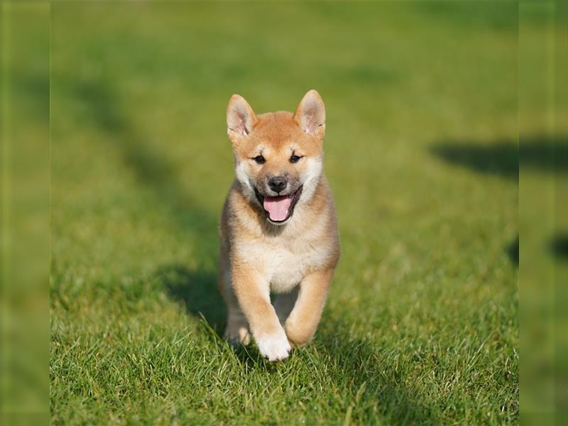 Shiba Inu Welpen