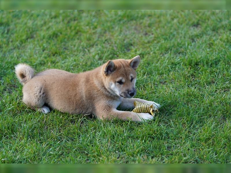 Shiba Inu Welpen