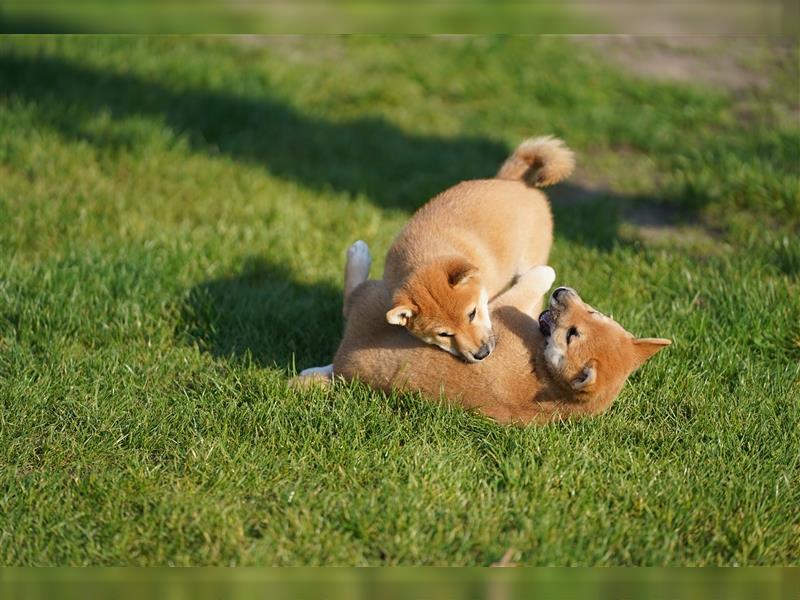 Shiba Inu Welpen