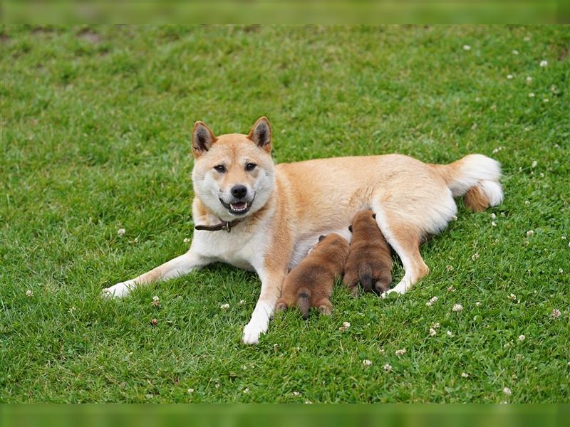 Shiba Inu Welpen