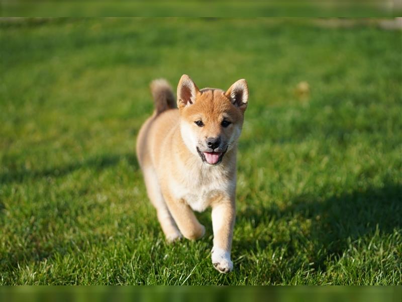 Shiba Inu Welpen