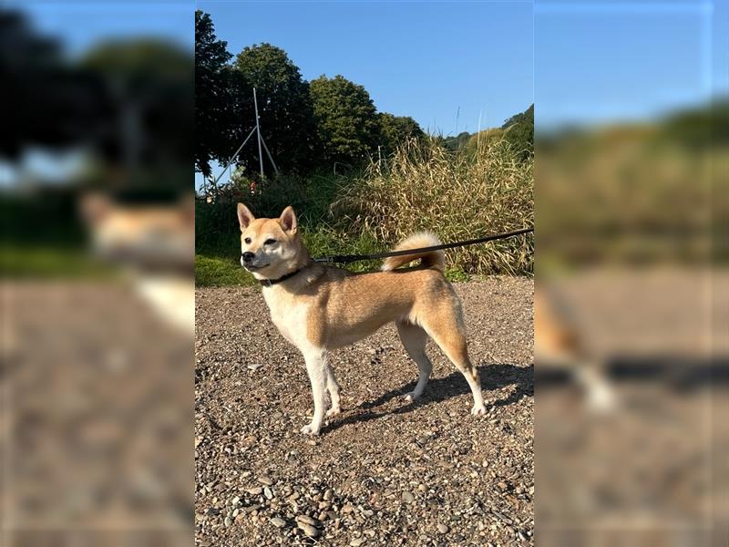 Kokette 3/4 Shiba Inu 1/4 Beagle Hündin Aiko (1,8 Jahre alt)