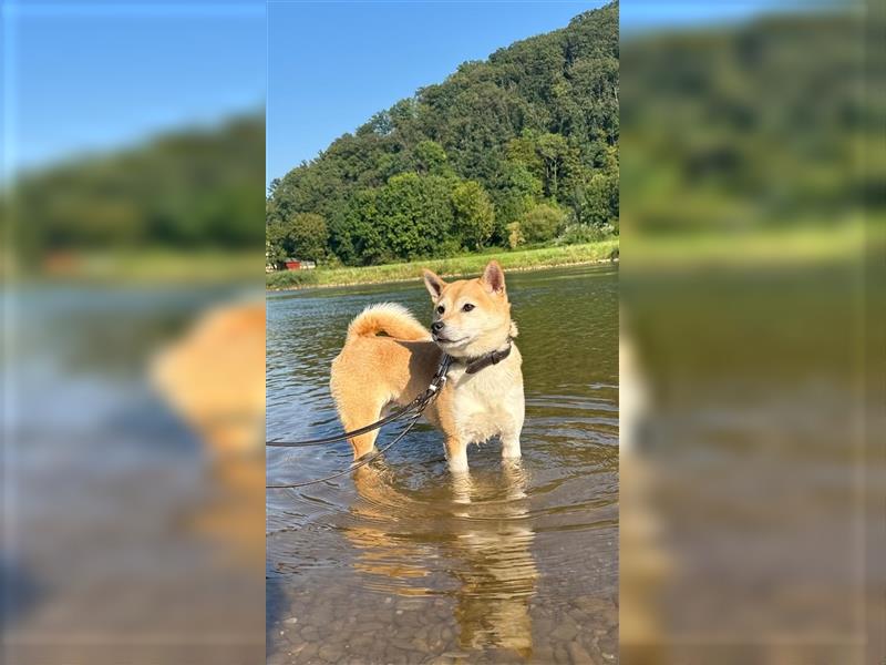 Kokette 3/4 Shiba Inu 1/4 Beagle Hündin Aiko (1,8 Jahre alt)