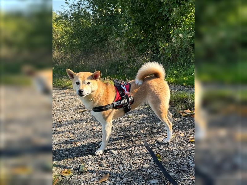 Kokette 3/4 Shiba Inu 1/4 Beagle Hündin Aiko (1,8 Jahre alt)