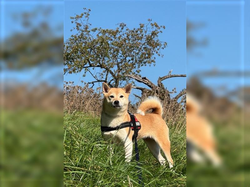 Kokette 3/4 Shiba Inu 1/4 Beagle Hündin Aiko (1,8 Jahre alt)